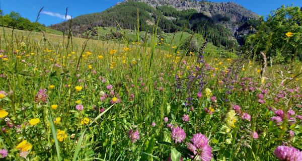 Apicoltura Fossati | Sambuco (CN) Apicoltura Fossati | Sambuco (CN)