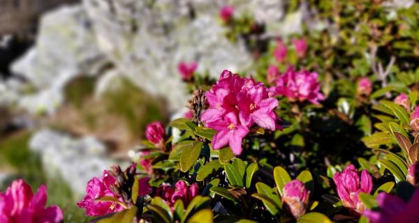 Apicoltura Fossati | Sambuco (CN)