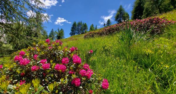 Apicoltura Fossati | Sambuco (CN)