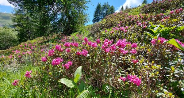 Apicoltura Fossati | Sambuco (CN)