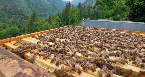 Apicoltura Fossati | Sambuco (CN)
