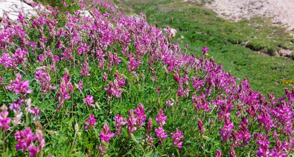 Apicoltura Fossati | Sambuco (CN)