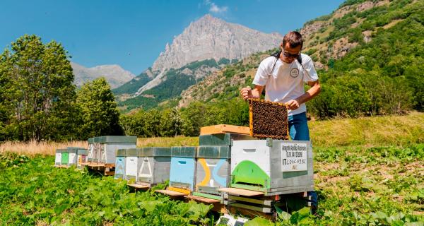 Apicoltura Fossati | Sambuco (CN)