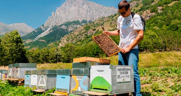 Apicoltura Fossati | Sambuco (CN)