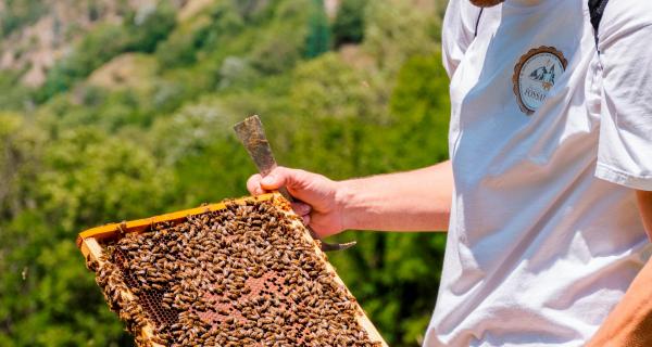 Apicoltura Fossati | Sambuco (CN)