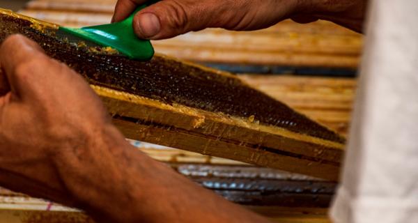 Apicoltura Fossati | Sambuco (CN)